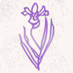 Geburtsblume Februar Schwertlilie Natural Self